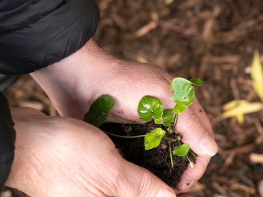 Zwei Hände halten behutsam eine kleine grüne Pflanze mit Erde