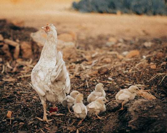 Eine Henne schützt ihre flauschigen Küken beim Spaziergang über die Erde – ein starkes Bild für Geborgenheit, Nähe und den Wert des Schutzes.